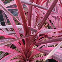 Cordyline Australis Pink Passion -Eco Nest Store Cordyline australis Pink Passion 06