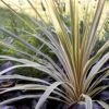 Cordyline Australis Torbay Dazzler