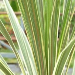 Cordyline Australis Torbay Dazzler -Eco Nest Store Cordyline australis Torbay Dazzler 03