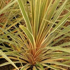 Cordyline Australis Torbay Dazzler -Eco Nest Store Cordyline australis Torbay Dazzler 04