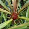 Cordyline Australis Red Heart -Eco Nest Store CordylineRedHeart2