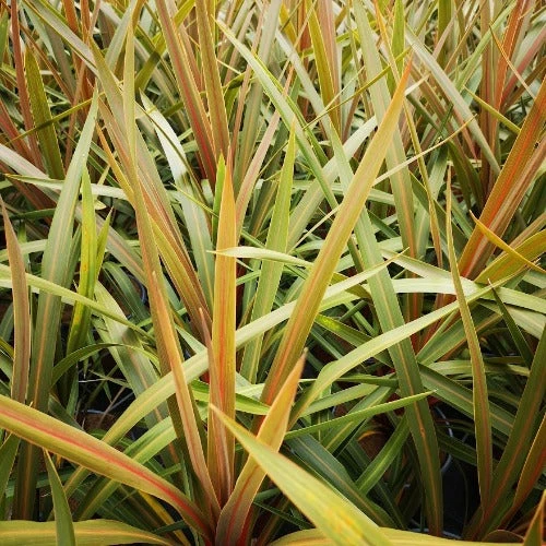 Cordyline Australis Red Heart 4 Cordyline Australis Red Heart - Image 2