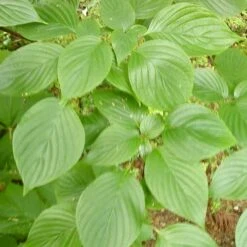 Cornus Controversa - Wedding Cake Tree (Green Foliage) -Eco Nest Store Cornus controversa 03