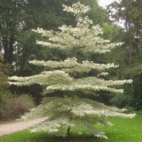 Cornus Controversa Variegata - Wedding Cake Tree 3 Cornus Controversa Variegata - Wedding Cake Tree