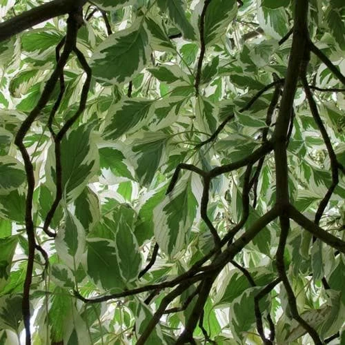 Cornus Controversa Variegata - Wedding Cake Tree 4 Cornus Controversa Variegata - Wedding Cake Tree - Image 2