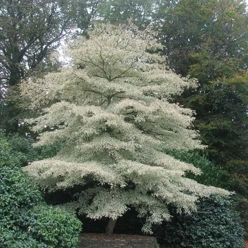 Cornus Controversa Variegata - Wedding Cake Tree 5 Cornus Controversa Variegata - Wedding Cake Tree - Image 3