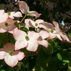 Cornus Kousa Satomi - Japanese Dogwood -Eco Nest Store Cornus kousa Satomi 01