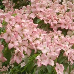 Cornus Kousa Satomi - Japanese Dogwood -Eco Nest Store Cornus kousa Satomi 05