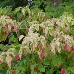 Cornus Alternifolia Golden Shadows -Eco Nest Store Cornus alternifolia Golden Shadows 05x