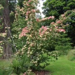 Cornus Capitata Kilmacuragh Rose 7 Cornus Capitata Kilmacuragh Rose -Eco Nest Store Cornus capitata Kilmacuragh Rose 02x