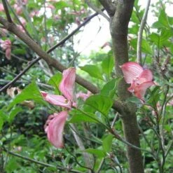 Cornus Florida Rubra -Eco Nest Store Cornus florida Rubra 02