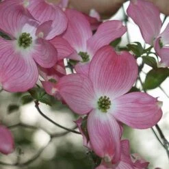 Cornus Florida Rubra -Eco Nest Store Cornus florida Rubra 03