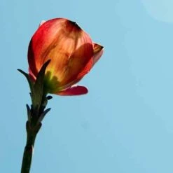 Cornus Florida Rubra -Eco Nest Store Cornus florida Rubra 04