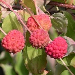 Cornus Kousa -Eco Nest Store Cornus kousa 03