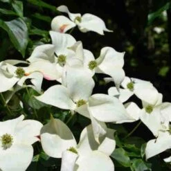Cornus Kousa Var. Chinensis Claudia - Japanese Dogwood -Eco Nest Store Cornus kousa Claudia 03