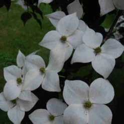 Cornus Kousa Var. Chinensis Claudia - Japanese Dogwood -Eco Nest Store Cornus kousa Claudia 06