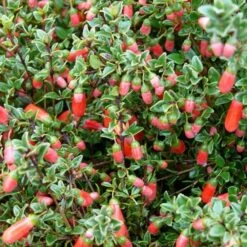 Correa Pulchella -Eco Nest Store Correa pulchella 03