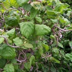 Corylus Avellana Contorta -Eco Nest Store Corylus avellana Contorta 09