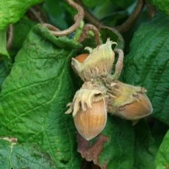 Corylus Avellana Contorta -Eco Nest Store Corylus avellana Contorta 12