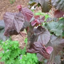 Corylus Avellana Red Majestic -Eco Nest Store Corylus avellana Red Majestic 05