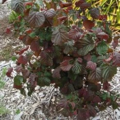 Corylus Avellana Red Majestic -Eco Nest Store Corylus avellana Red Majestic 06