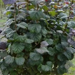 Corylus Avellana Anny's Purple Dream -Eco Nest Store Corylus avellana Anny Purple Dream 02x