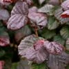 Corylus Avellana Anny's Purple Dream -Eco Nest Store Corylus avellana Annys Purple Dream 1
