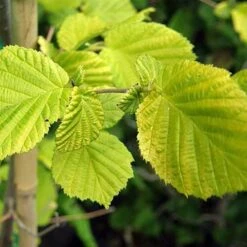 Corylus Avellana Aurea -Eco Nest Store Corylus avellana Aurea 04x