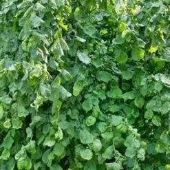 Corylus Avellana Scooter -Eco Nest Store Corylusavellanascooter02