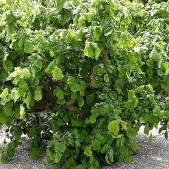 Corylus Avellana Scooter -Eco Nest Store Corylusavellanascooter03