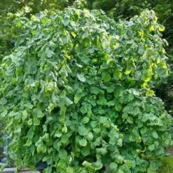 Corylus Avellana Scooter -Eco Nest Store Corylusavellanascooter04