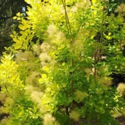 Cotinus Coggygria Golden Spirit -Eco Nest Store Cotinus coggygria Golden Spirit 04