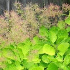Cotinus Coggygria Golden Spirit -Eco Nest Store Cotinus coggygria Golden Spirit 06