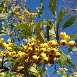 Cotoneaster Rothschildianus -Eco Nest Store Cotoneaster Rothschildianus 04