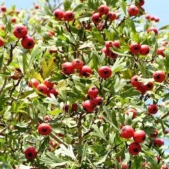 Crataegus Azarolus Geraki -Eco Nest Store Crataegus azarolus Geraki 03