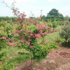 Crataegus Crimson Cloud -Eco Nest Store Crataegus Crimson Cloud 01x