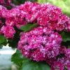 Crataegus Laevigata Paul’s Scarlet