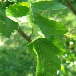 Crataegus Chinensis Syn. Pinnatifida -Eco Nest Store Crataegus chinensis pinnatifida 05