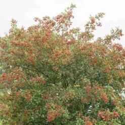 Crataegus Succulenta Jubilee 14 Crataegus Succulenta Jubilee -Eco Nest Store Crataegus succulenta Jubilee 02