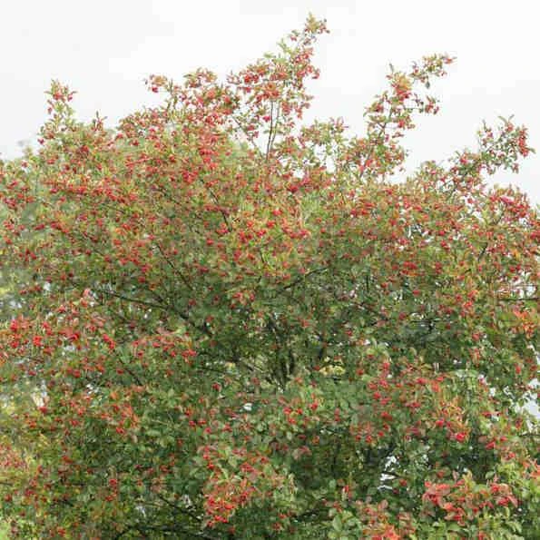 Crataegus Succulenta Jubilee 7 Crataegus Succulenta Jubilee - Image 5
