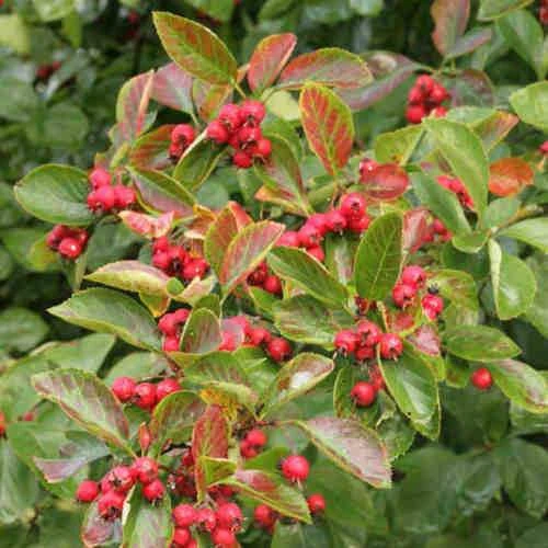 Crataegus Succulenta Jubilee 8 Crataegus Succulenta Jubilee - Image 6