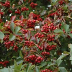 Crataegus Succulenta Jubilee