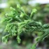 Cryptomeria Japonica Rasen 2 Cryptomeria Japonica Rasen -Eco Nest Store Cryptomeria japonica Rasen 02