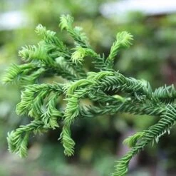 Cryptomeria Japonica Rasen