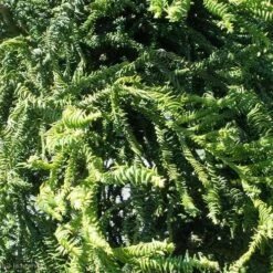 Cryptomeria Japonica Rasen -Eco Nest Store Cryptomeria japonica Rasen 04