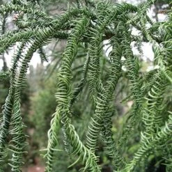 Cryptomeria Japonica Rasen -Eco Nest Store Cryptomeria japonica Rasen 06