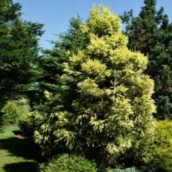 Cryptomeria Japonica Sekkan -Eco Nest Store Cryptomeria jap Sekkan 05