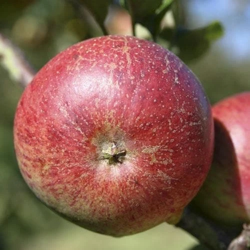 Apple Dabinett 3 Apple Dabinett