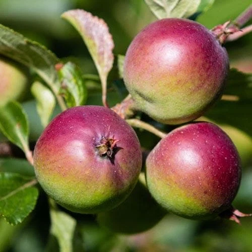 Apple Dabinett 4 Apple Dabinett - Image 2