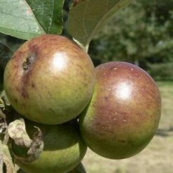 Apple Dabinett 10 Apple Dabinett -Eco Nest Store Dabinett 03